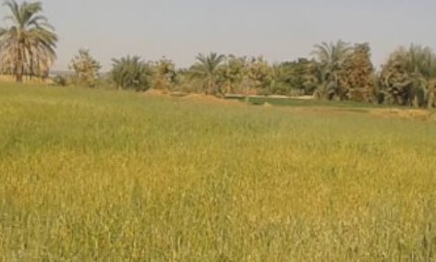 النائب محمد سعد يطالب الزراعة والتموين بعرض خطتهما لاستقبال موسم القمح