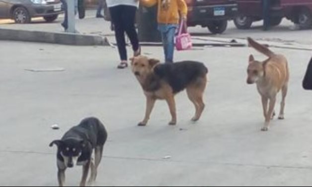 شكوى من انتشار الكلاب الضالة بشارع المريوطية فى فيصل