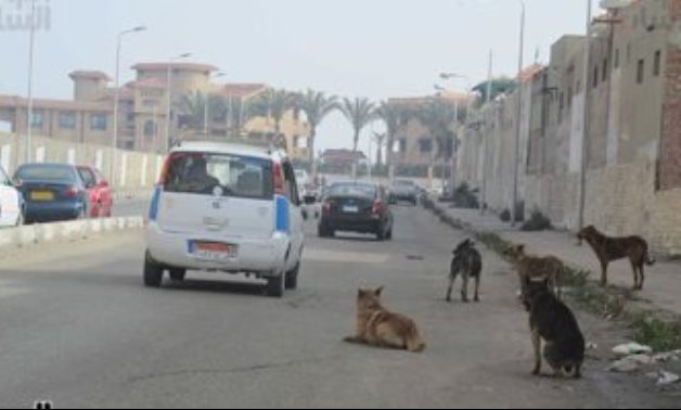 صور.. كلاب ضالة تثير الذعر بالطريق العام.. وأهالى "قبضايا" ببورسعيد يستغيثون
