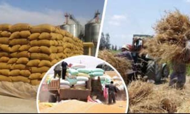 محافظ المنيا: إنتاجية القمح بلغت 300 ألف طن بفارق 100 ألف عن العام الماضى