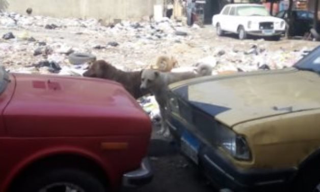 صور.. الكلاب الضالة تزعج سكان شارع محمد شكرى فى الزيتون ومطالب بالتصدى لها