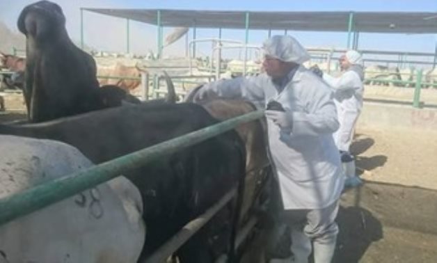 النائب محمد سعد يطالب وزارة الزراعة بعرض خطتها للحفاظ على الثروة الحيوانية