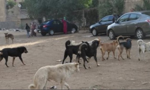 قارئ يشكو انتشار الكلاب الضالة بمدينة العاشر من رمضان