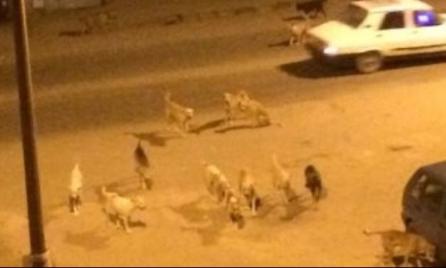 صور.. الكلاب الضالة تهدد سكان شارع رايل فى حلوان
