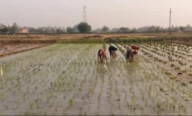 الحبس وغرامة تصل لـ 10 آلاف عن فدان الأرز حال مخالفة أحكام زراعته
