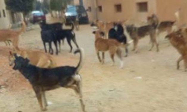 بيطرى كفر الشيخ: التخلص من 232 كلب ضال بمدن وقرى المحافظة