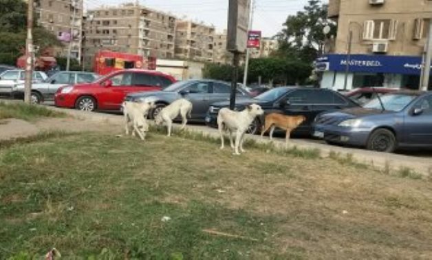 "فينك يا حكومة".. انتشار الكلاب الضالة بمساكن الشيراتون بمصر الجديدة