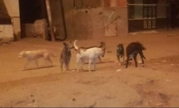 شكوى من انتشار الكلاب الضالة والقمامة بمقابر نجع عبد الرؤوف بالعامرية