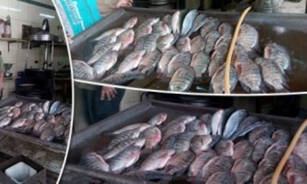 المشروعات القومية تخفض أسعار الأسماك 40%