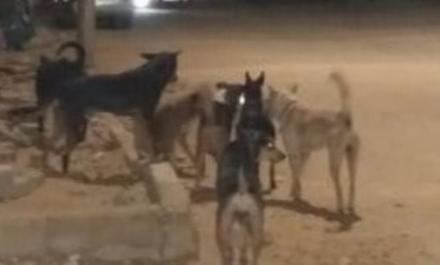 الكلاب الضالة تهدد سكان شارع النعام بعين شمس