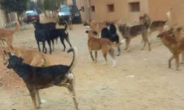 قارىء يشكو انتشار الكلاب الضالة فى التجمع الثالث بالقاهرة الجديدة