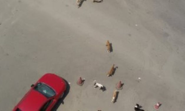 قارىء يشكو انتشار الكلاب الضالة بمنطقة شيراتون المطار بالقاهرة