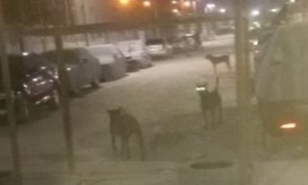 شكاوى من انتشار الكلاب الضالة بمنطقة عين شمس الغربية القاهرة