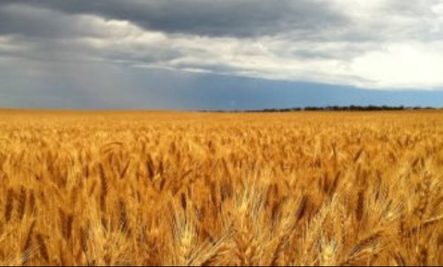 هيئة السلع التموينية تشترى 350 ألف طن من القمح فى مناقصة