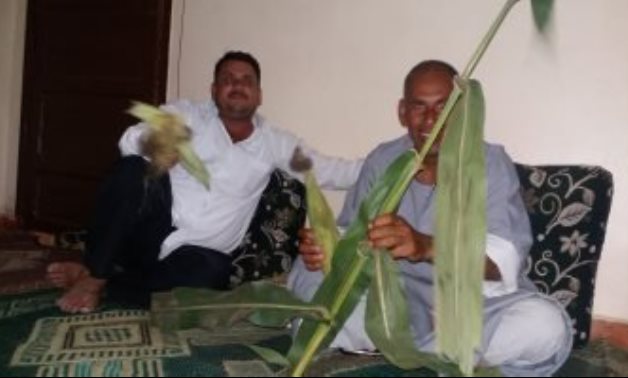 مزارعو الشرقية يطالبون الحكومة بتسويق الذرة بعد خسارة الفدان 5 آلاف جنيه