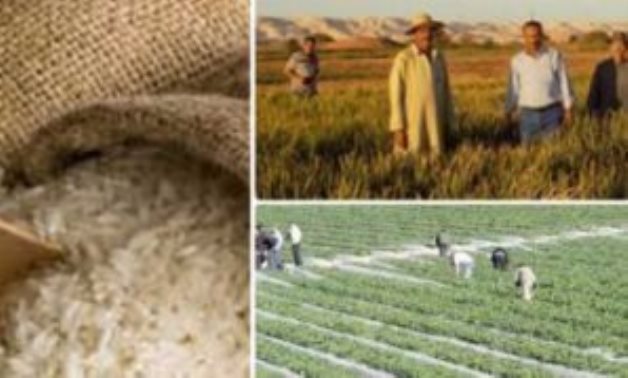 أحدث تجربة لزراعة الأرز الموفر للمياه بكفر الشيخ