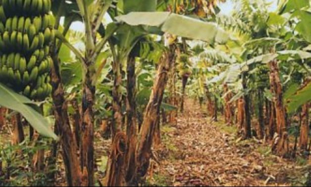 ماذا فعلت "الزراعة" لمواجهة مخالفات الموز؟.. تعرف على الإجابة × 10 معلومات