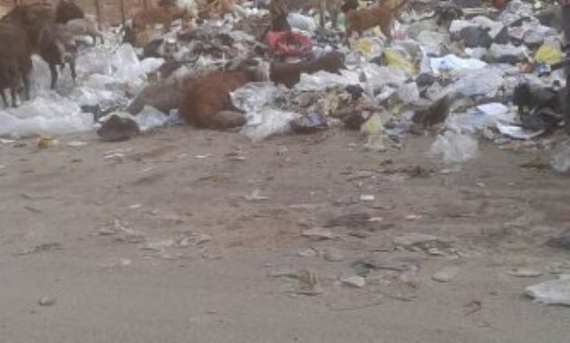 شكوى من انتشار الكلاب الضالة بسبب تراكم القمامة فى شوارع المطرية.. صور