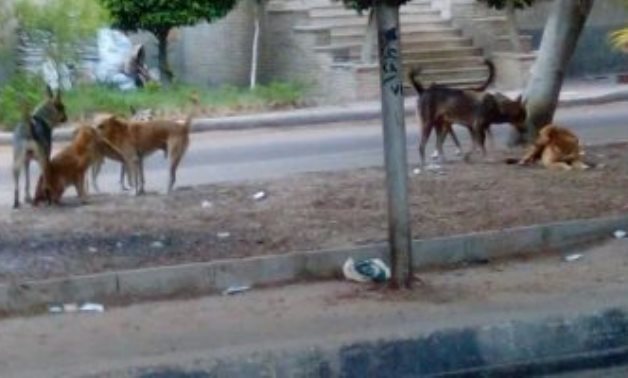 شكوى من انتشار الكلاب الضالة بشارع الإمام الحسينى فى الشرابية