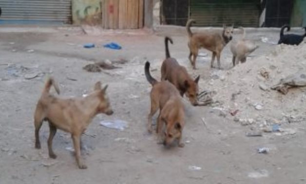 الكلاب الضالة تهدد المواطنين بمنطقة البيطاش فى الإسكندرية