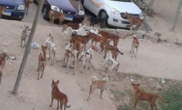 قارىء يشكو انتشار الكلاب الضالة بمنطقة المساعيد بشمال سيناء