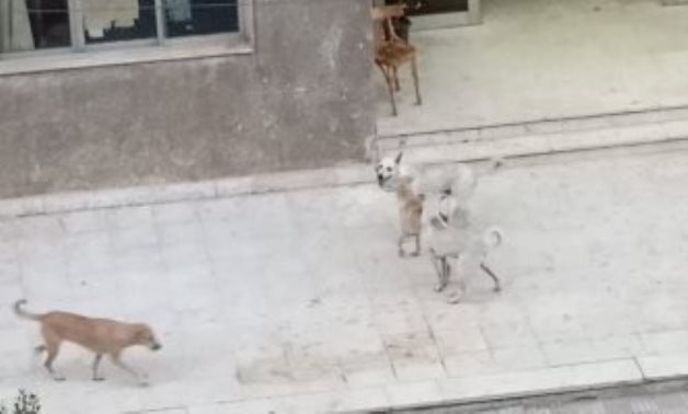 صور.. شكوى من انتشار الكلاب الضالة بمنطقة مساكن شيراتون بمصر الجديدة