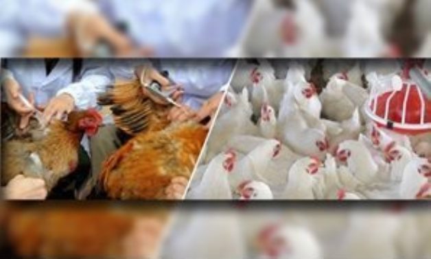 "الزراعة" تعلن الطوارىء لمواجهة أنفلونزا الطيور