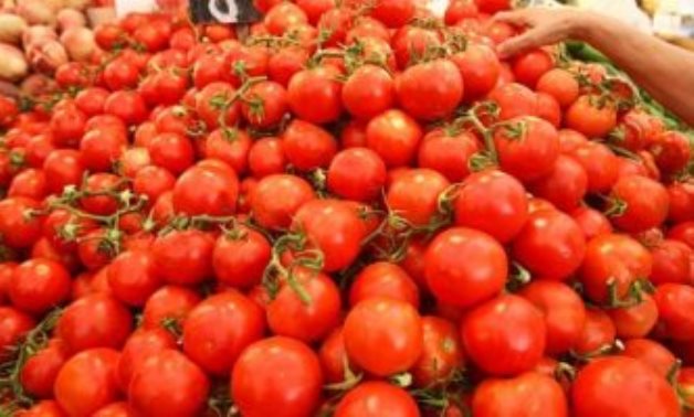 رسميا.. "الزراعة" تحظر استيراد تقاوى الطماطم 023 بعد ثبوت إصابتها بفيروس