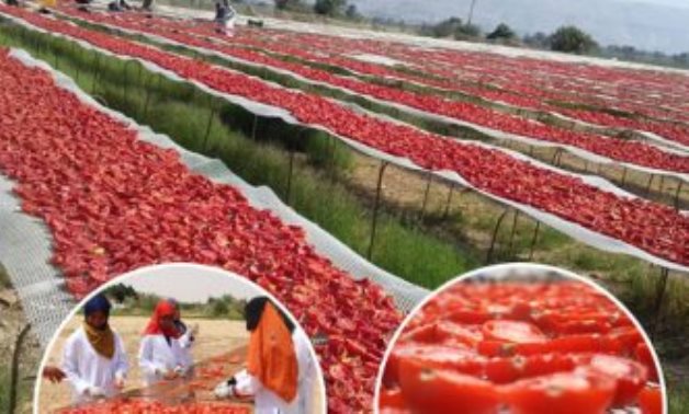 مدير الحجر الزراعى لـ"النواب": تحركنا بشكل فورى بعد شكاوى فساد محصول الطماطم