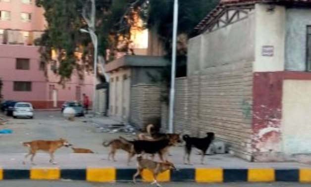 قارىء يشكو انتشار الكلاب الضالة بشارع الأخشيد بمنيل الروضة