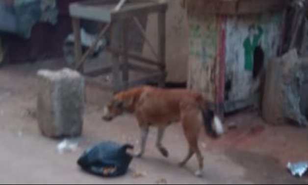 صحافة المواطن.. قارىء يشكو انتشار الكلاب الضالة بشارع السوق بمنطقة بشتيل