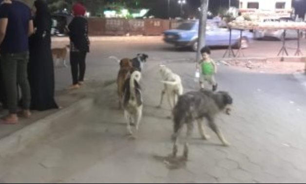 شكوى من انتشار الكلاب الضالة بشارع الحرية فى المطرية