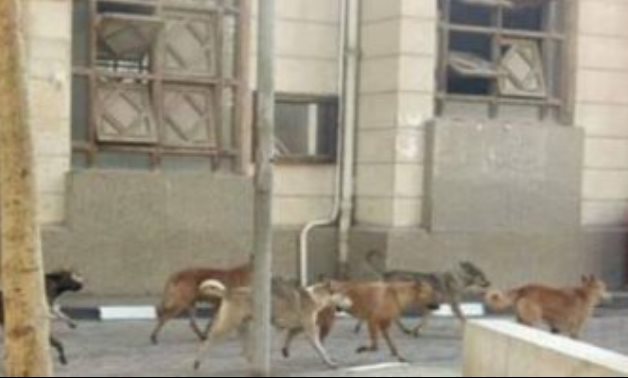 شكوى من انتشار كلاب ضالة داخل حرم كلية الهندسة بالمطرية