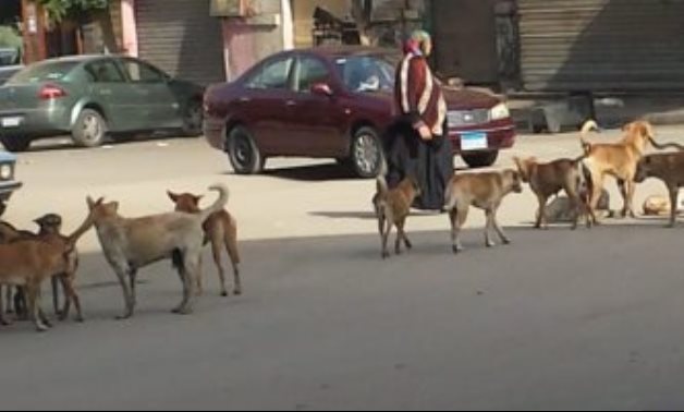أهالى شارع دمشق بمصر الجديدة يتضررون من انتشار الكلاب الضالة