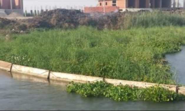 صور .. مزارعو الإسماعيلية يشكون قلة مياه الرى بسبب تلوث الترع والمصارف