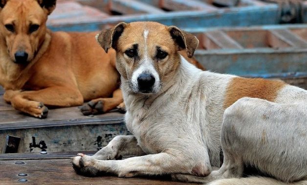 مشروع قانون جديد بالنواب لتعديل مادة خاصة بقتل الكلاب الضالة بالشوارع