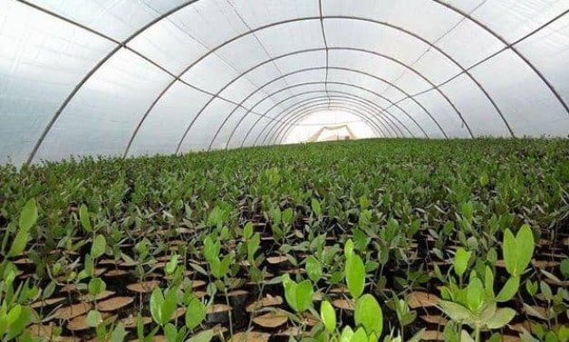 وفد "محلية النواب" يتفقد مشروع زراعة 3 آلاف فدان لنبات الجوجوبا بالبحر الأحمر