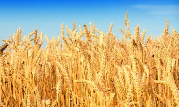 "زراعة الشيوخ": مصر نجحت في تأمين احتياجاتها من القمح بعد الأزمة الروسية الأوكرانية