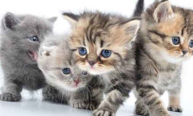 البرلمان السويدى يقر قانونا يمنح القطط هوية تعريف رسمية