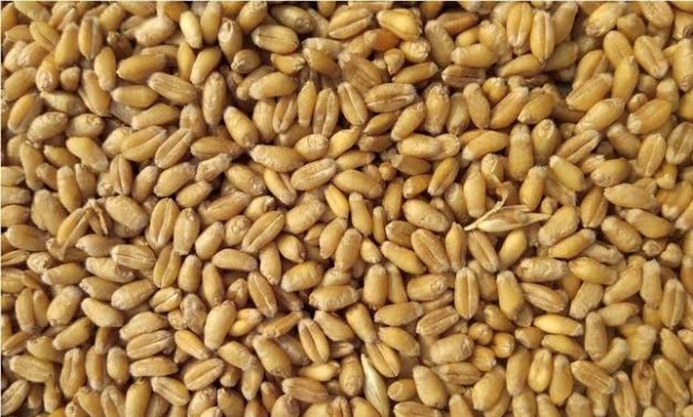النائب أحمد قورة يطالب الحكومة بتحديد سعر توريد القمح والذرة بالأسعار العالمية  