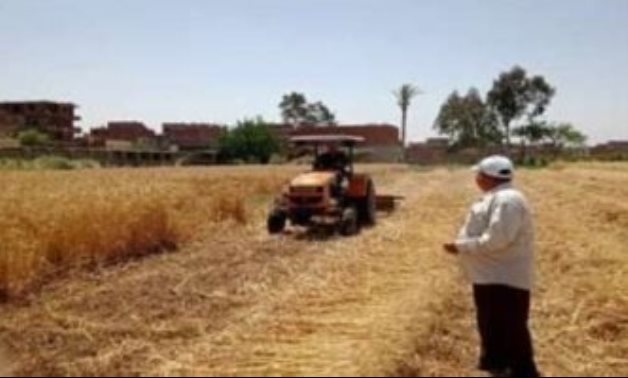 نائب يقترح إضافة سعر النخالة على سعر توريد طن القمح كحافز للمزارعين