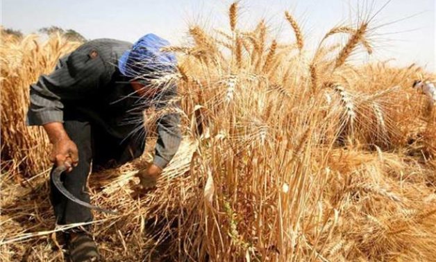 الشركة العامة للصوامع: مفيش أزمة خبز فى مصر ومخزون القمح 3 ملايين طن