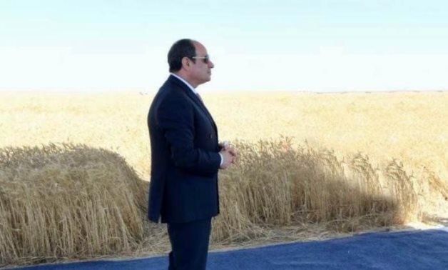برلماني: حضور السيسي موسم حصاد القمح في توشكى يؤكد اهتمام الدولة بالفلاح والزراعة