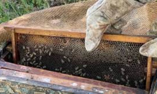 كيف حدد قانون الزراعة تنظيم تربية النحل ودودة الحرير ؟