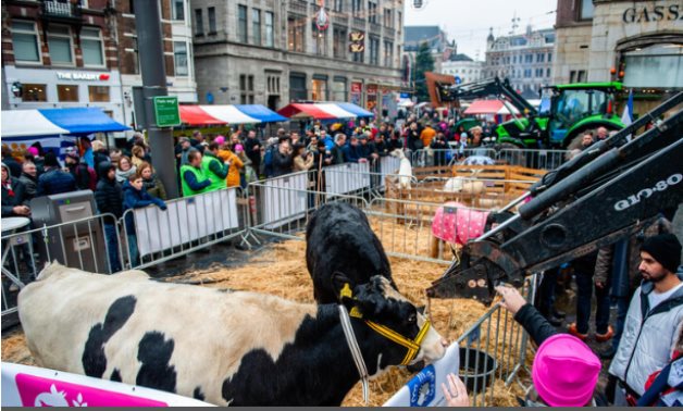 أغرب احتجاج.. المزارعون بهولندا يهددون بذبح أبقارهم على أبواب البرلمان