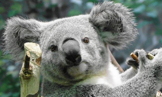 برلمان أستراليا ينتفض لدعم حيوان الكوالا.. ويُسقط مشروع قانون يُبيح قطع الأشجار