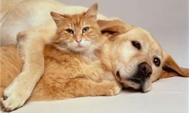 قانون تنظيم حيازة الحيوانات الخطرة واقتناء الكلاب أمام  النواب الأحد