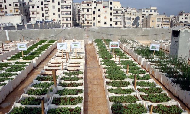 "مستقبل وطن" ينظم دورة مجانية عن مشروع زراعة أسطح المنازل بمدينة نصر ثالث