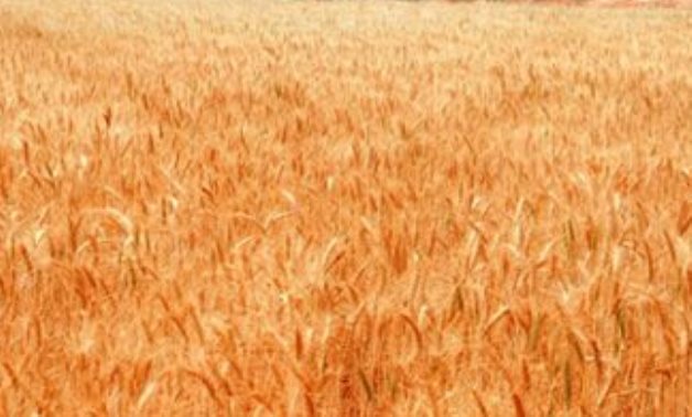 برلمانى: قرار رفع سعر توريد إردب القمح يسهم فى زيادة إنتاجية المحاصيل الاستراتيجية