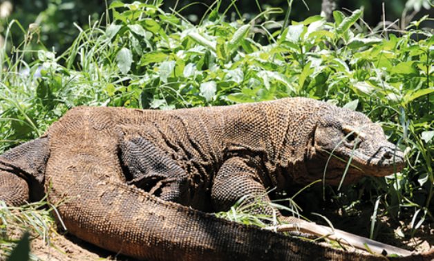 قانون البيئة يغلّظ عقوبات صيد والإتجار بالحيوانات البرية لحماية التنوع البيولوجى